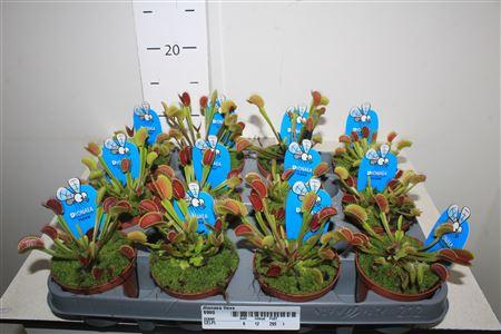 Горшечные цветы и растения оптом Dionaea Flexx от 12шт (для телеги) из Голландии с доставкой по России
