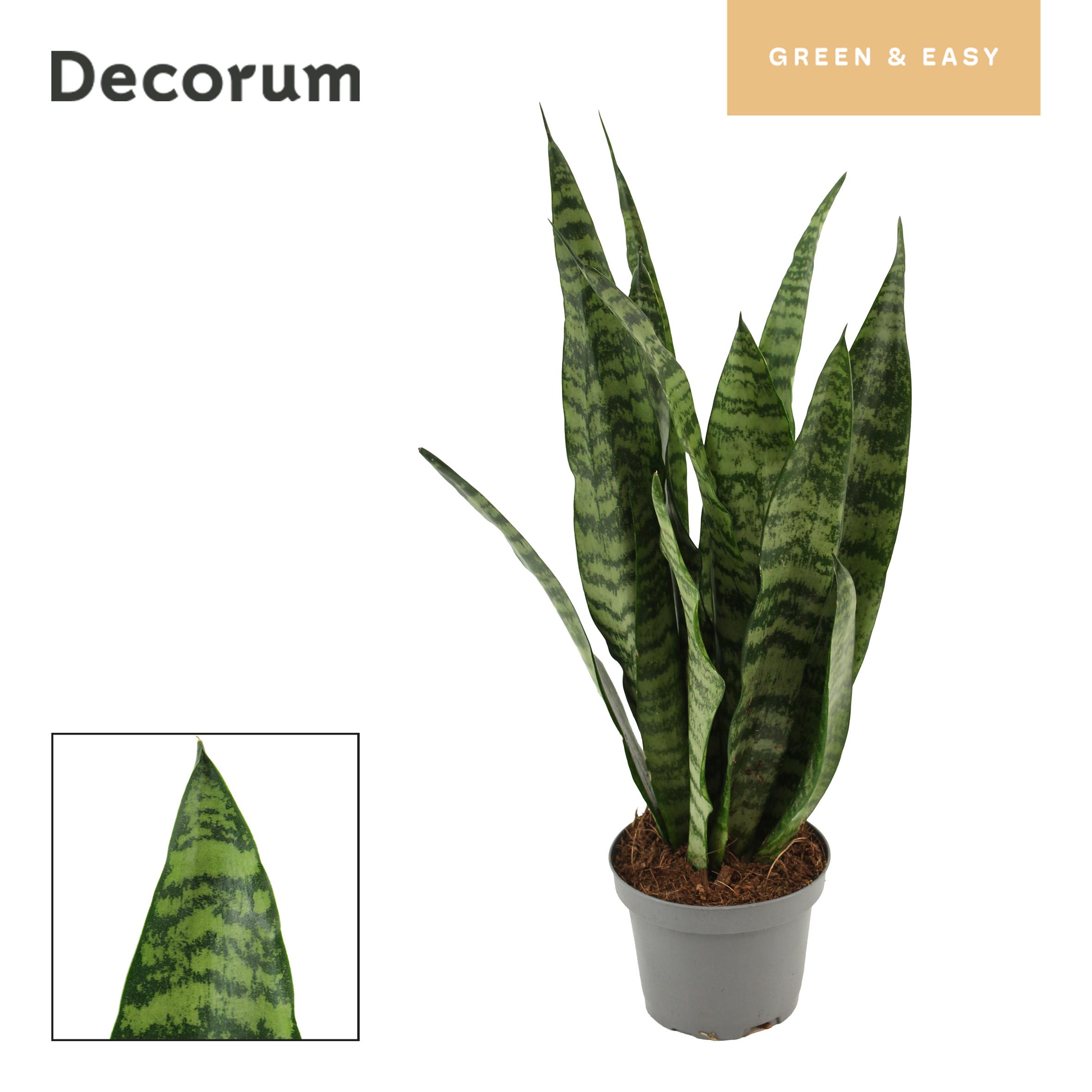 Горшечные цветы и растения оптом Sansevieria Wintergreen 9 Cm (decorum Green Easy от 18шт (для телеги) из Голландии с доставкой по России