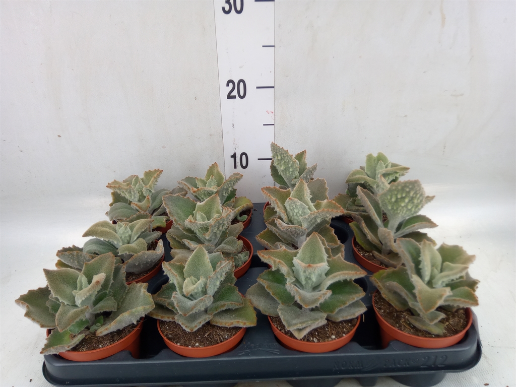 Горшечные цветы и растения оптом Kalanchoe Nf Beharensis от 12шт (для телеги) из Голландии с доставкой по России
