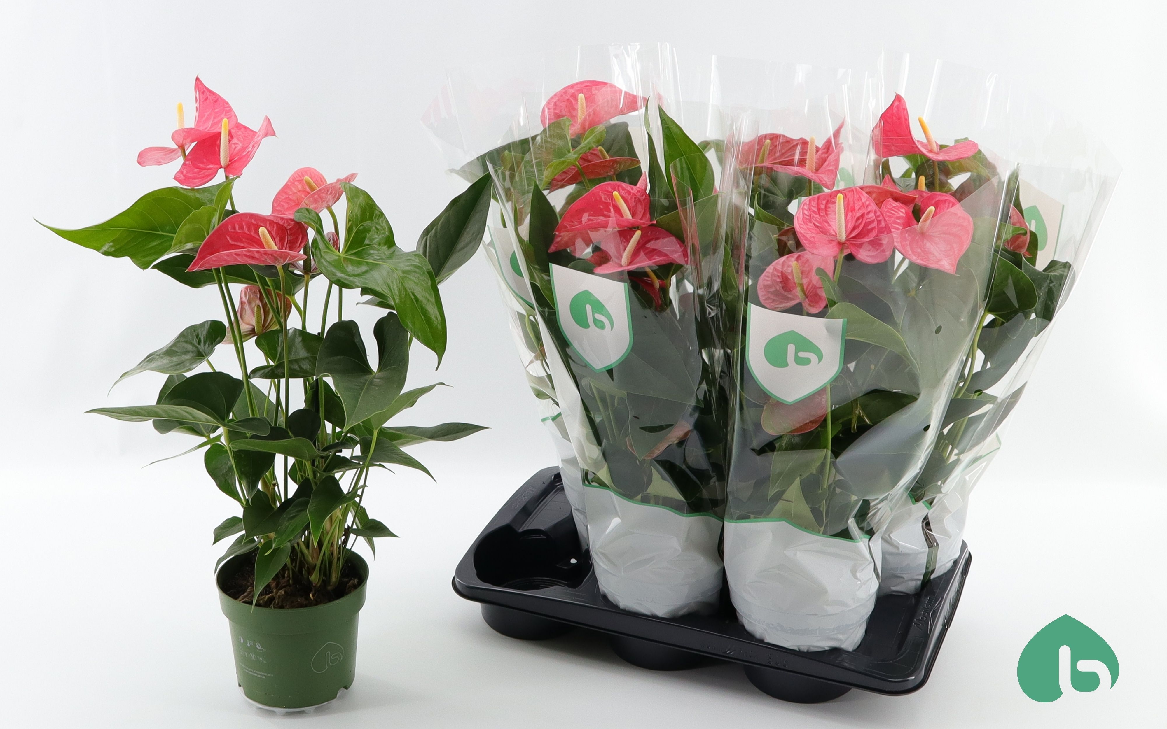 Горшечные цветы и растения оптом Anthu An Maine от 6шт из Голландии с доставкой по России