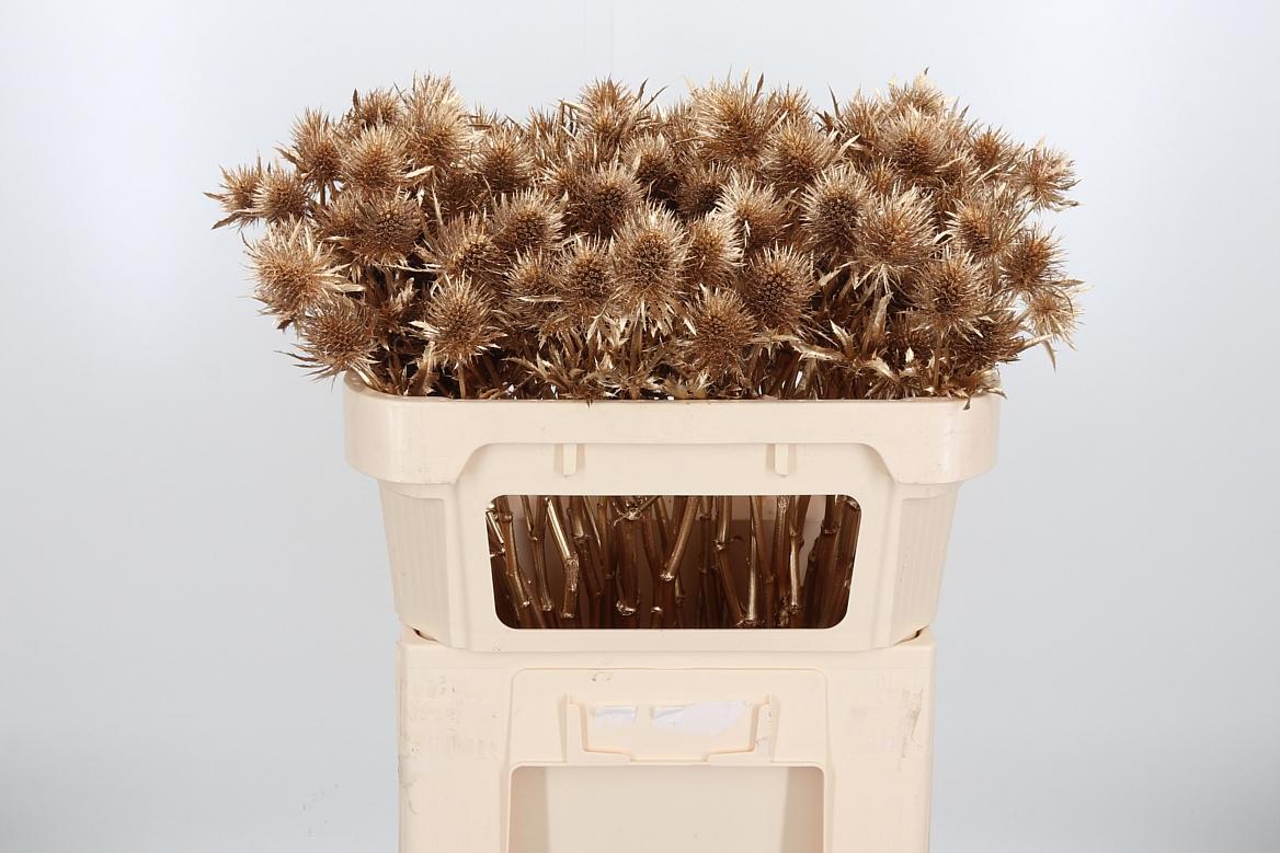 Срезанные цветы оптом Eryngium supernova paint antique gold от 40шт из Голландии с доставкой по России