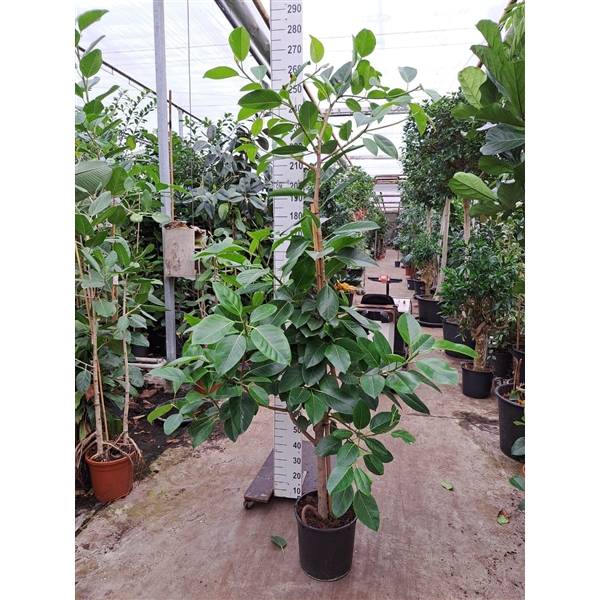 Горшечные цветы и растения оптом Ficus Altisima Branched On Stem от 1шт из Голландии с доставкой по России