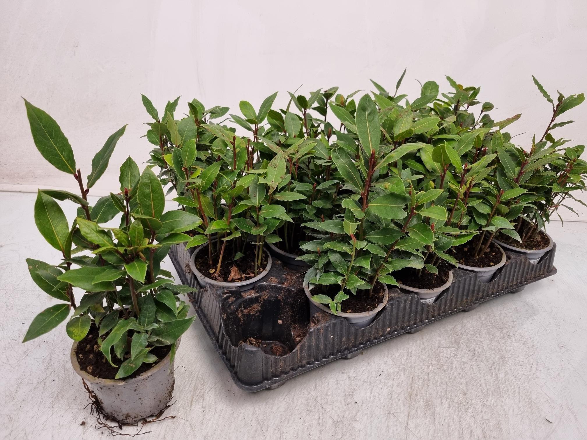 Горшечные цветы и растения оптом Lau Nobilis от 15шт из Голландии с доставкой по России