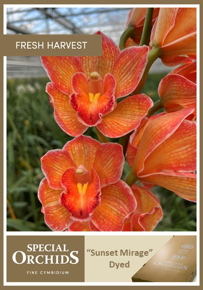 Срезанные цветы оптом Cymbidium paint sunset mirage от 8шт из Голландии с доставкой по России