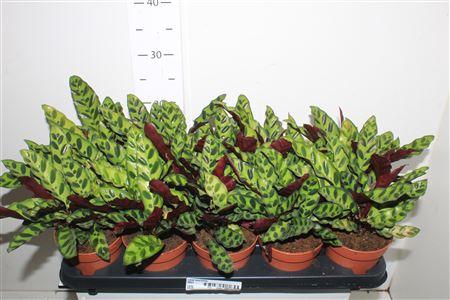 Горшечные цветы и растения оптом Calat Lancifolia от 10шт из Голландии с доставкой по России