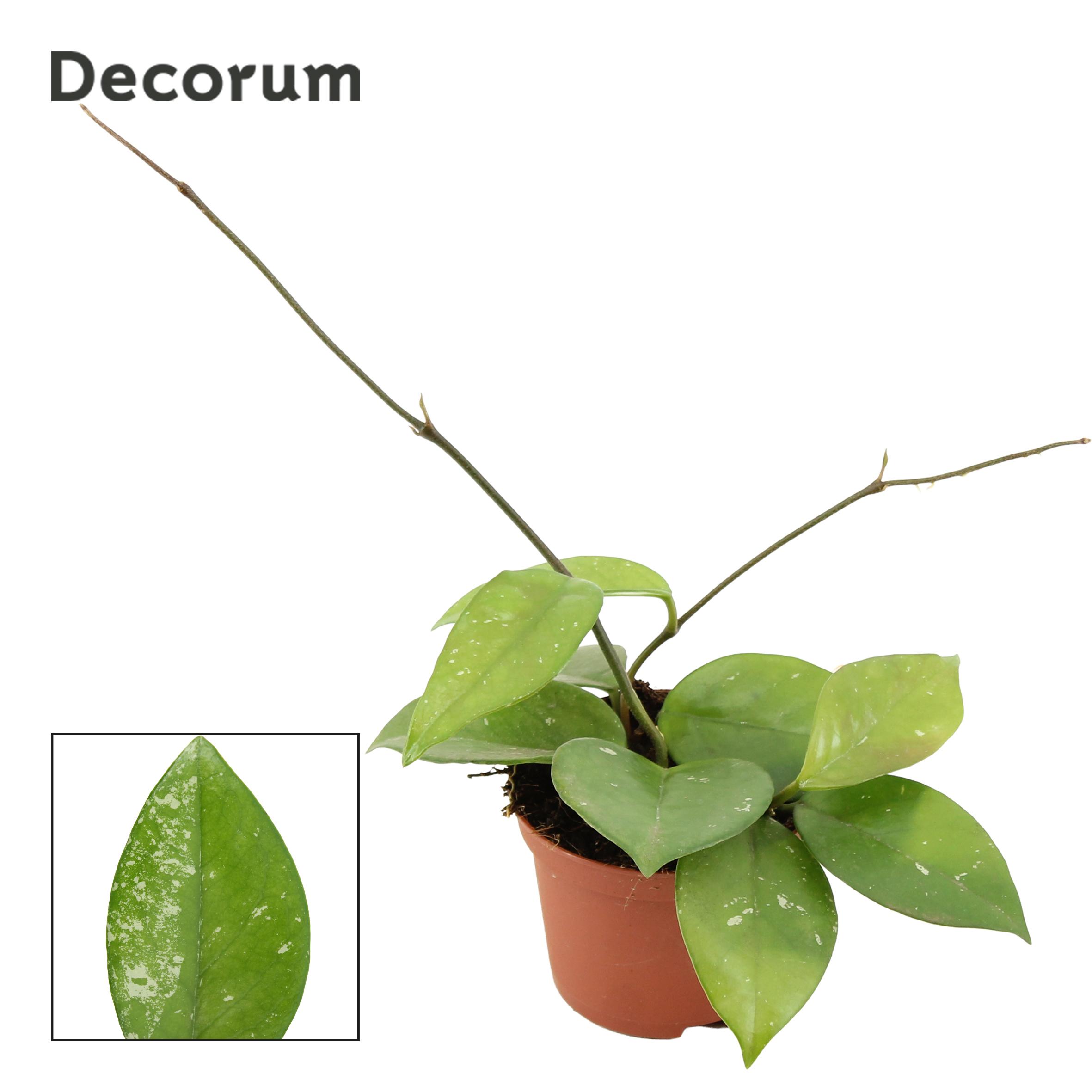 Горшечные цветы и растения оптом Hoya Carnosa Freckles Splash (decorum) от 18шт (для телеги) из Голландии с доставкой по России