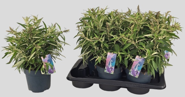 Горшечные цветы и растения оптом Budd Bfc Litt Purple от 6шт из Голландии с доставкой по России