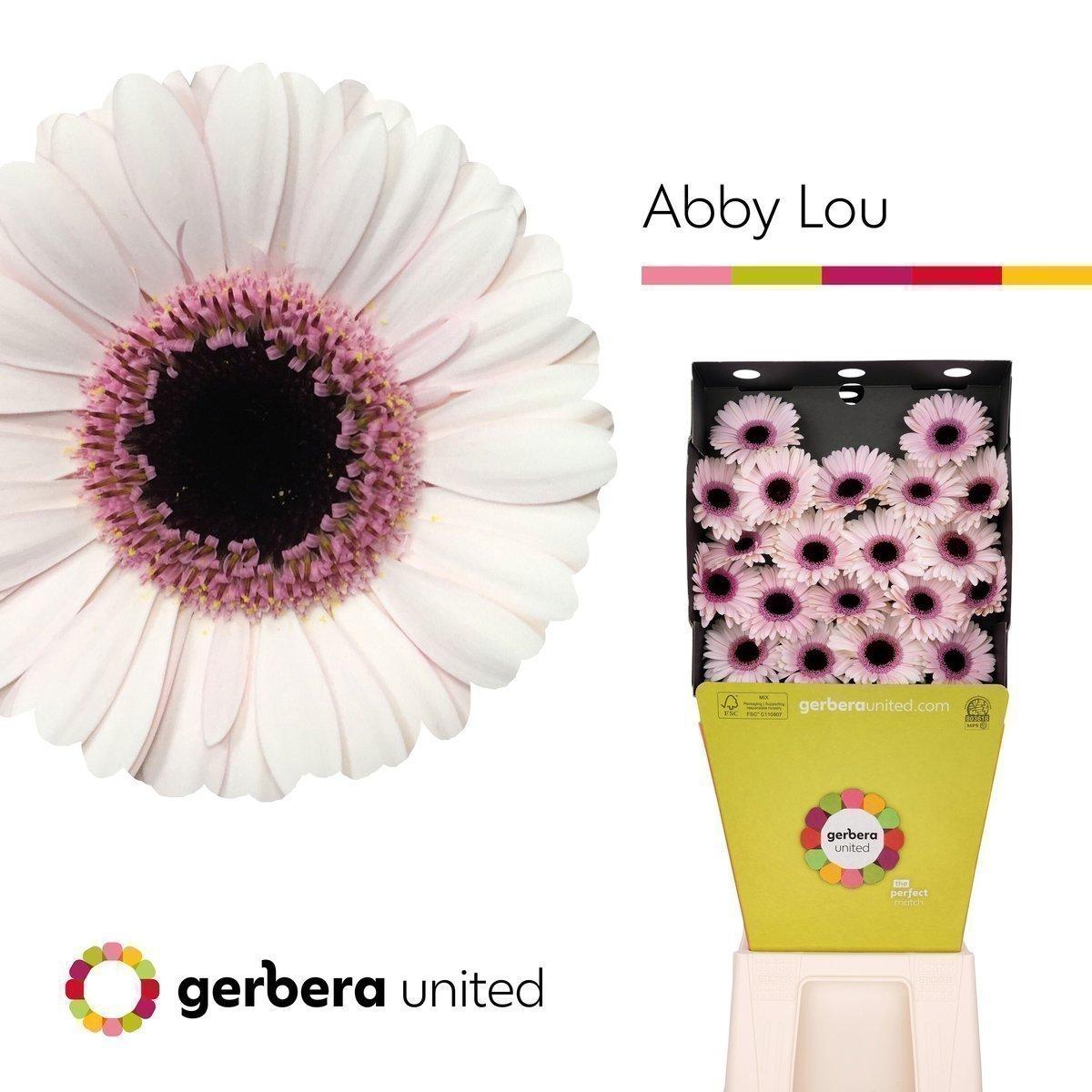 Срезанные цветы оптом Germini diamond abby lou A от 40шт из Голландии с доставкой по России
