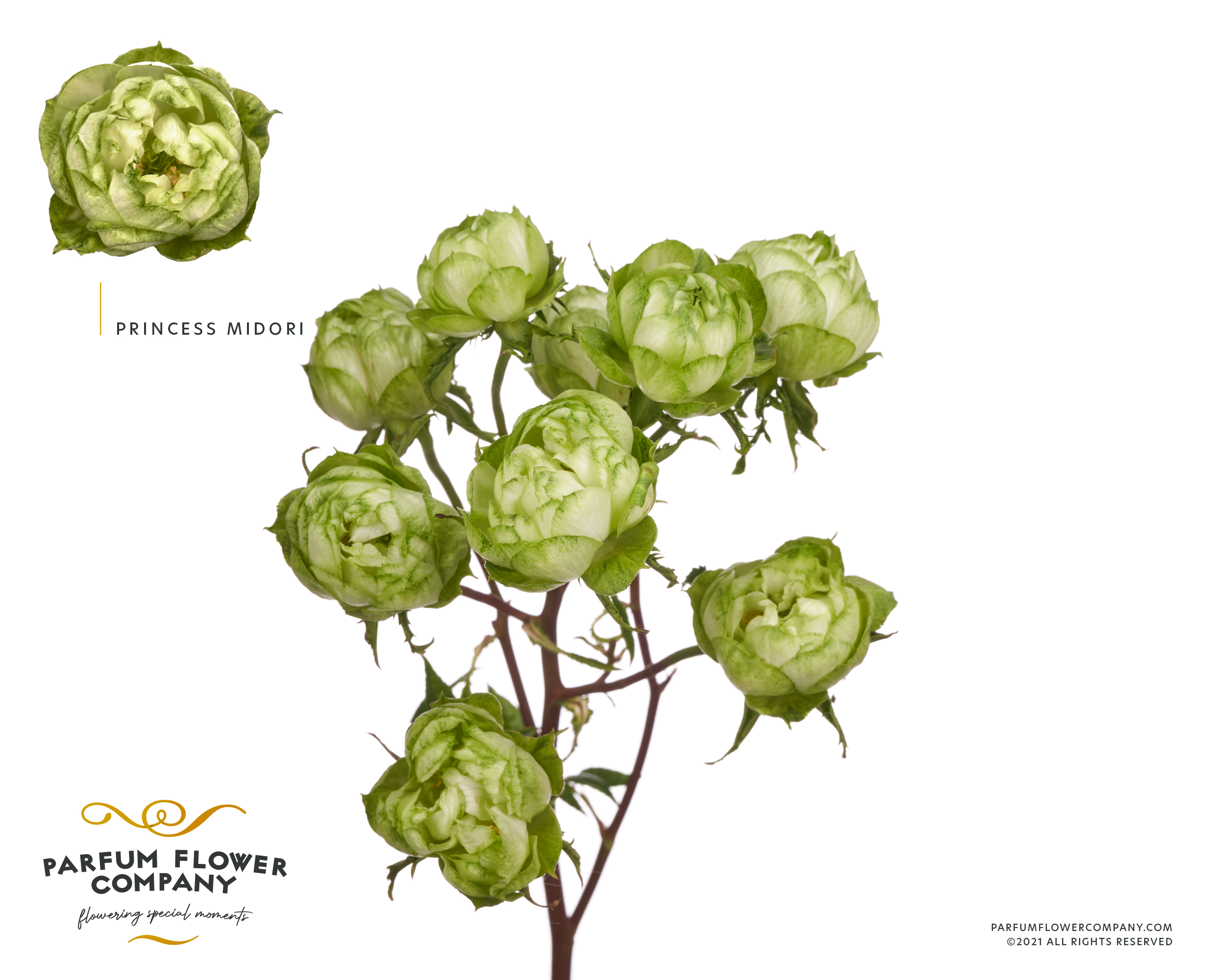 Срезанные цветы оптом Rosa garden princess midori от 12шт из Голландии с доставкой по России