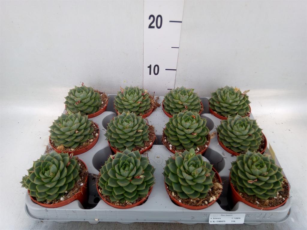 Горшечные цветы и растения оптом Echeveria   ... от 12шт (для телеги) из Голландии с доставкой по России