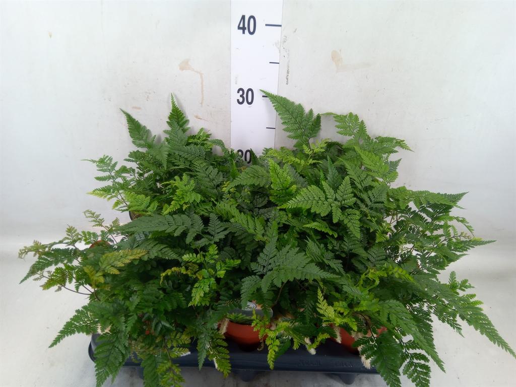 Горшечные цветы и растения оптом Humata Griffithiana Var. Tyermannii от 6шт из Голландии с доставкой по России