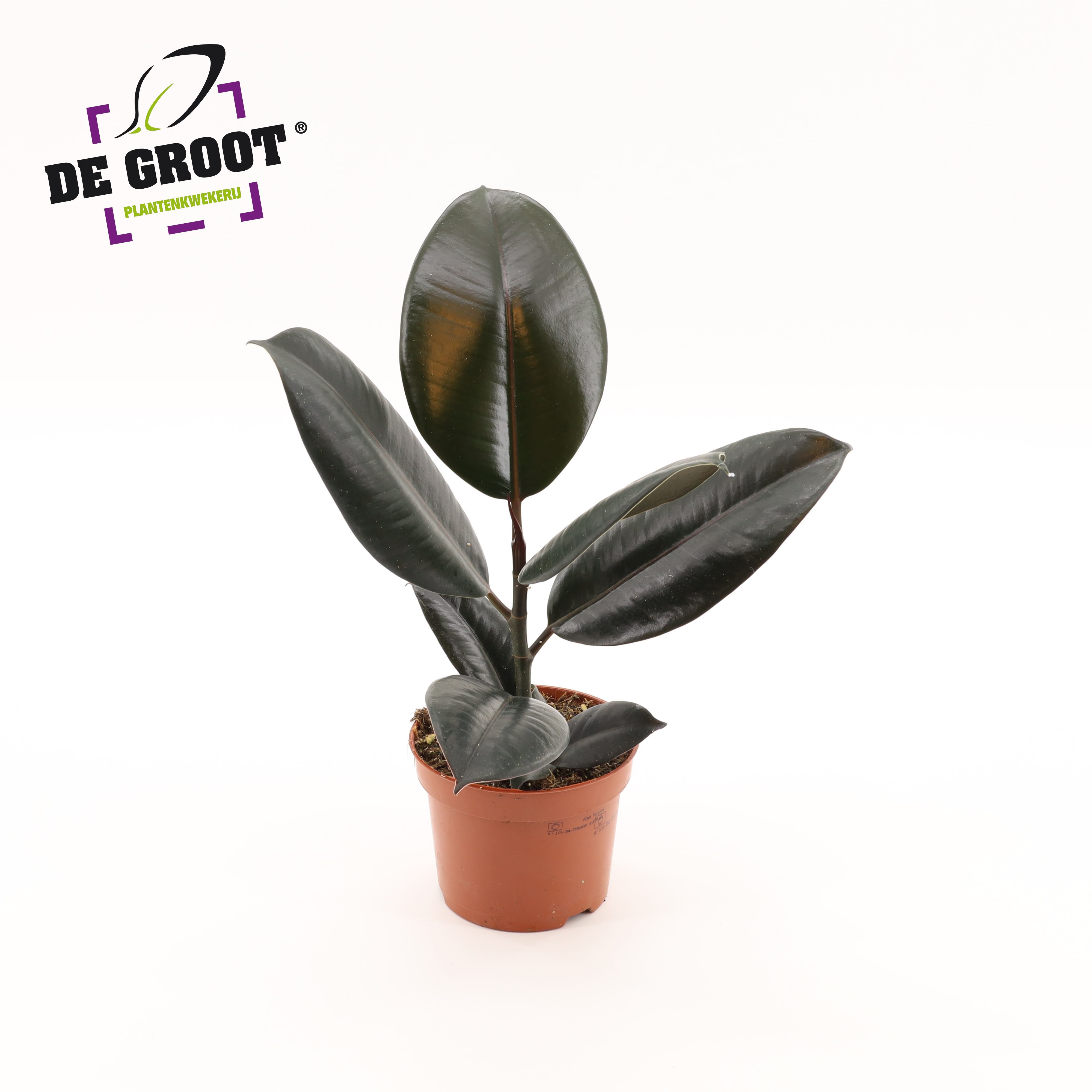 Горшечные цветы и растения оптом Ficus El Abidjan от 10шт из Голландии с доставкой по России