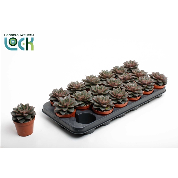 Горшечные цветы и растения оптом Echeveria Purpusorum от 12шт из Голландии с доставкой по России