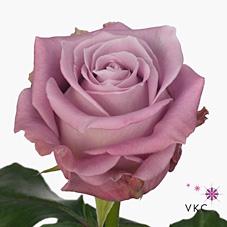 Срезанные цветы оптом Rosa large maritim от 300шт из Голландии с доставкой по России