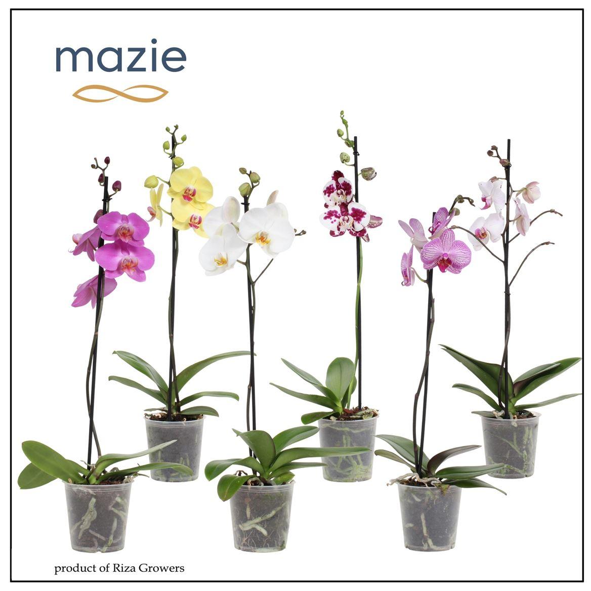 Горшечные цветы и растения оптом Phal 1st Mix 6+ (maarel) (a) от 10шт из Голландии с доставкой по России