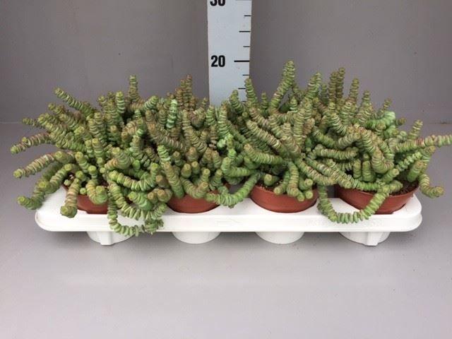 Горшечные цветы и растения оптом Crassula Marnieriana от 6шт из Голландии с доставкой по России