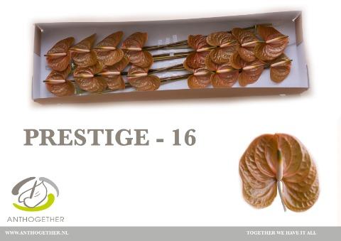 Срезанные цветы оптом Anthurium prestige от 16шт из Голландии с доставкой по России