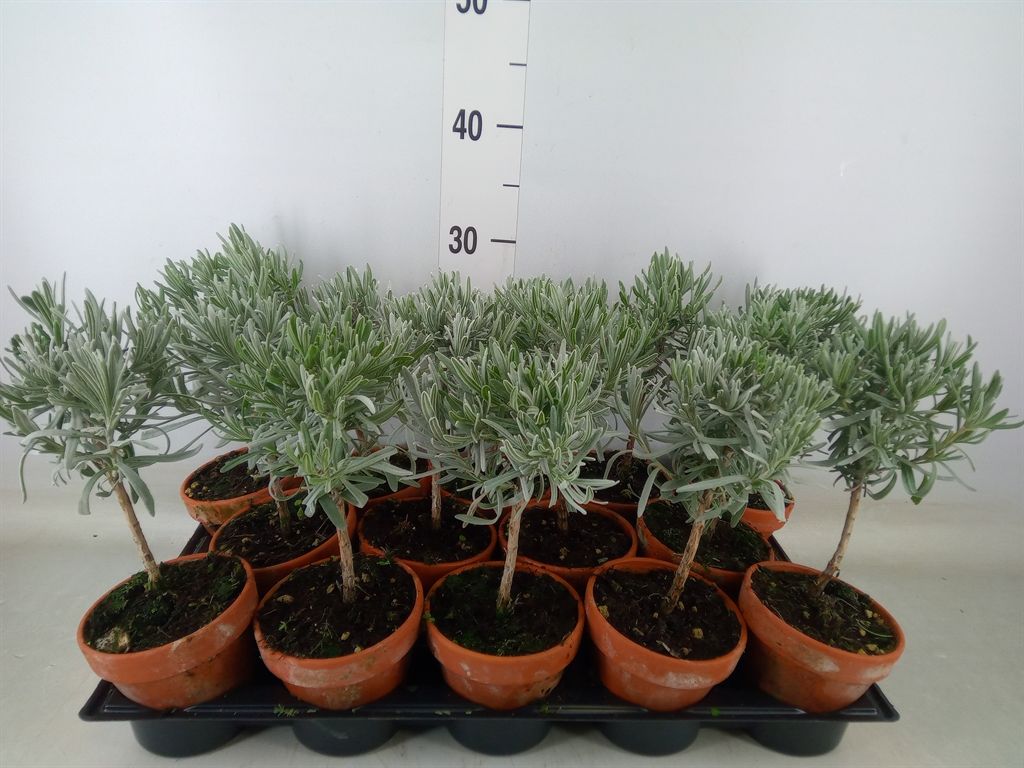 Горшечные цветы и растения оптом Thymus Vulgaris от 14шт из Голландии с доставкой по России