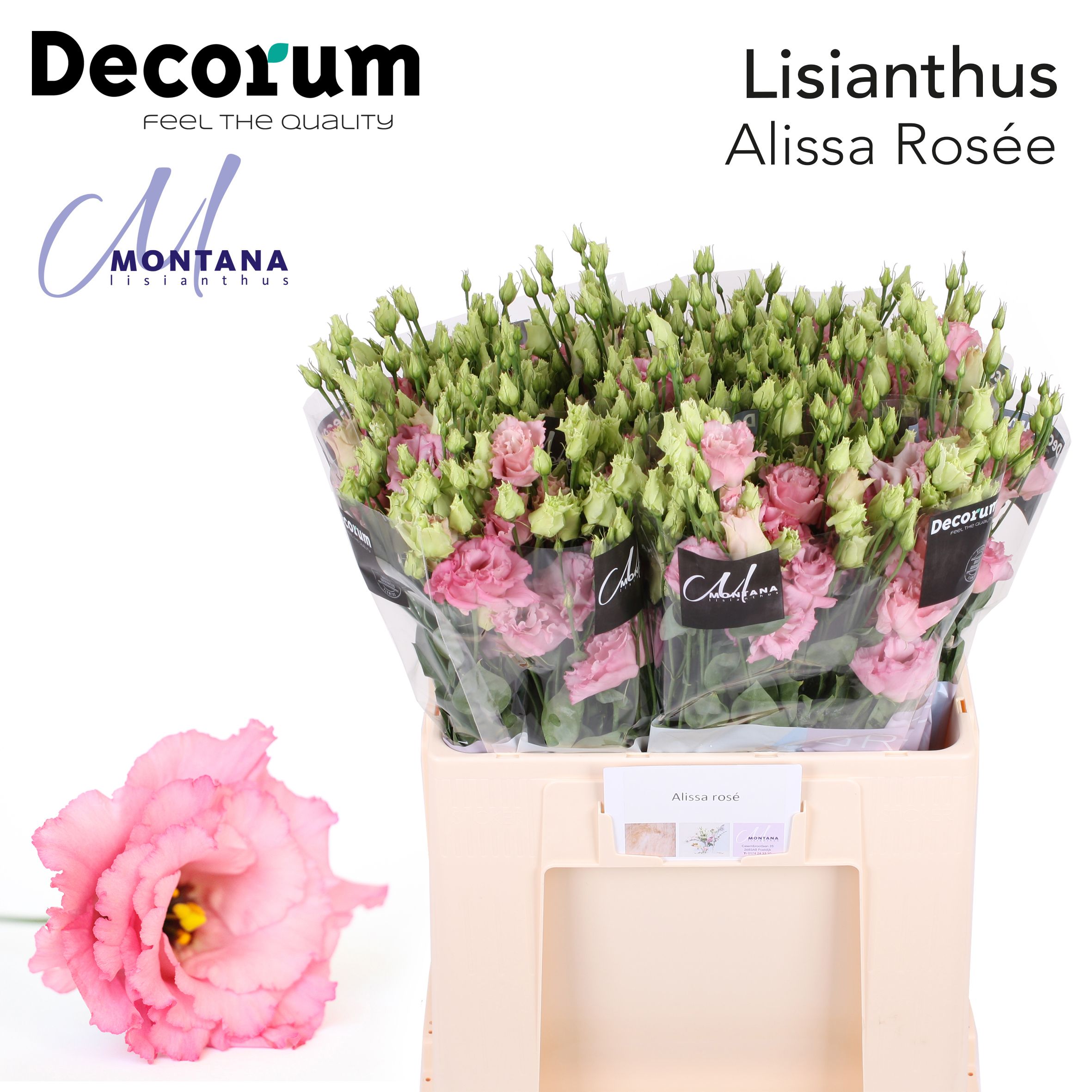 Срезанные цветы оптом Lisianthus do alissa rosee от 50шт из Голландии с доставкой по России