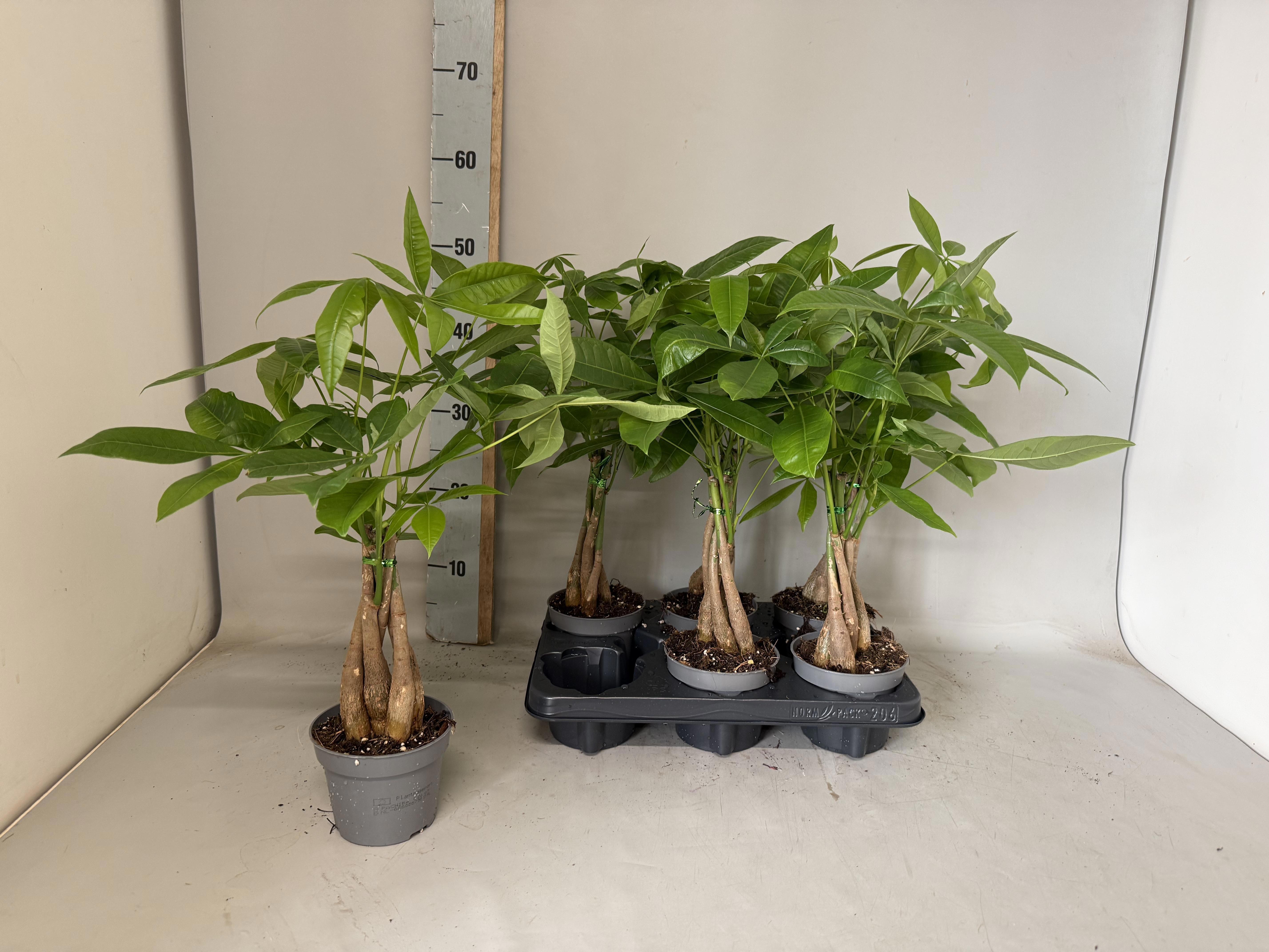 Горшечные цветы и растения оптом Pachira Aquatica от 6шт из Голландии с доставкой по России