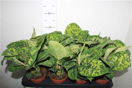 Горшечные цветы и растения оптом Homal Camouflage от 8шт из Голландии с доставкой по России