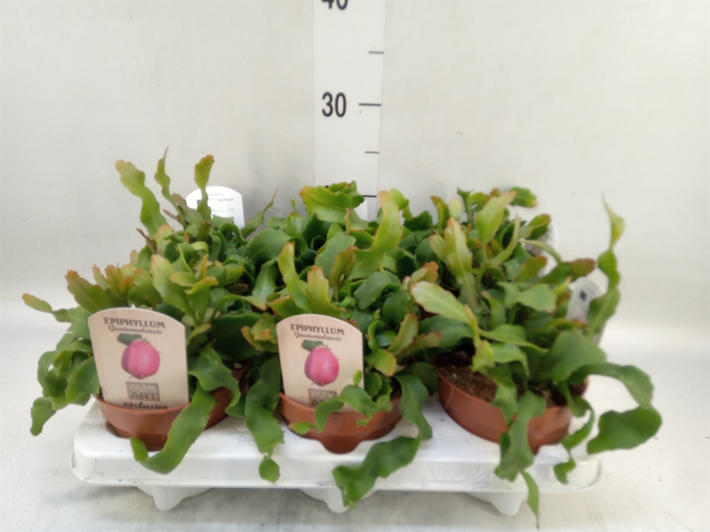 Горшечные цветы и растения оптом Epiphyllum Guatem. Var. Monstrosa от 6шт из Голландии с доставкой по России