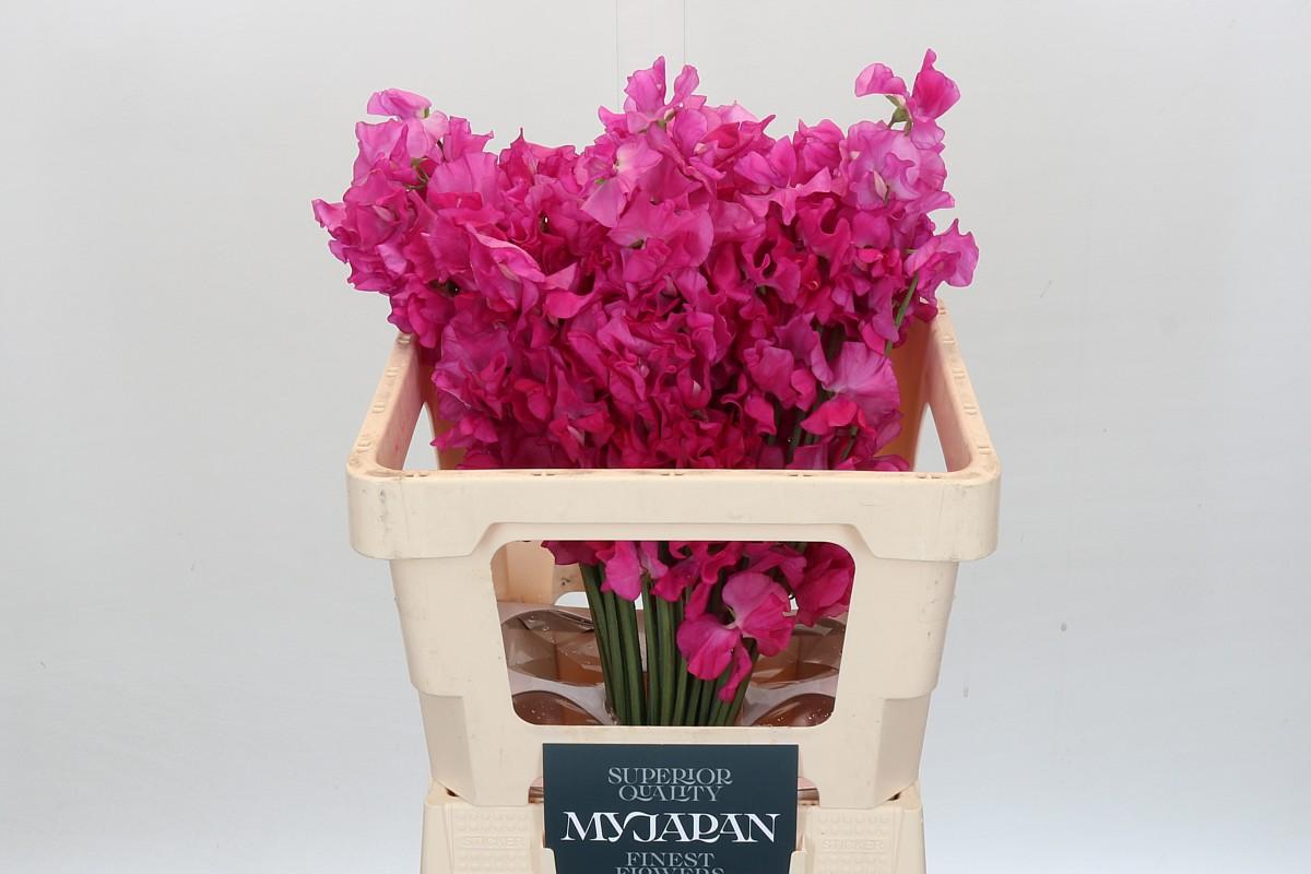 Срезанные цветы оптом Lathyrus od hot pink от 50шт из Голландии с доставкой по России