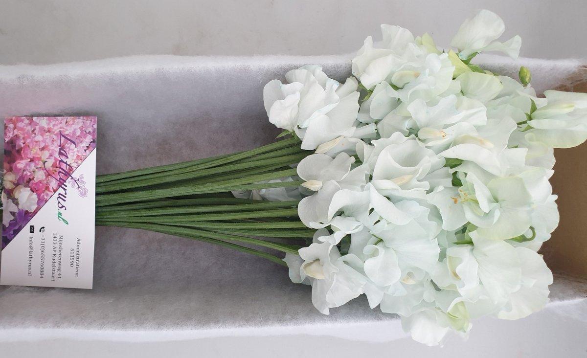 Срезанные цветы оптом Lathyrus paint iceblue magic от 50шт из Голландии с доставкой по России