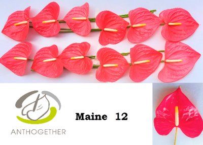 Срезанные цветы оптом Anthurium maine от 12шт из Голландии с доставкой по России