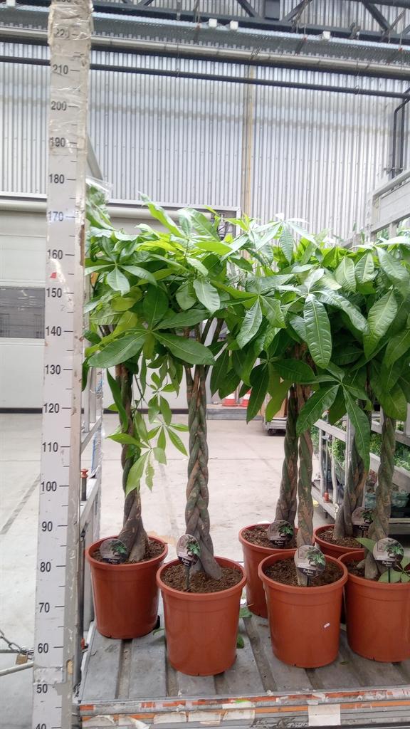 Горшечные цветы и растения оптом Pachira Aquatica Twisted Stem от 1шт из Голландии с доставкой по России