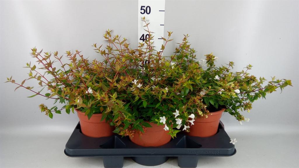 Горшечные цветы и растения оптом Abelia Grandiflora от 3шт из Голландии с доставкой по России