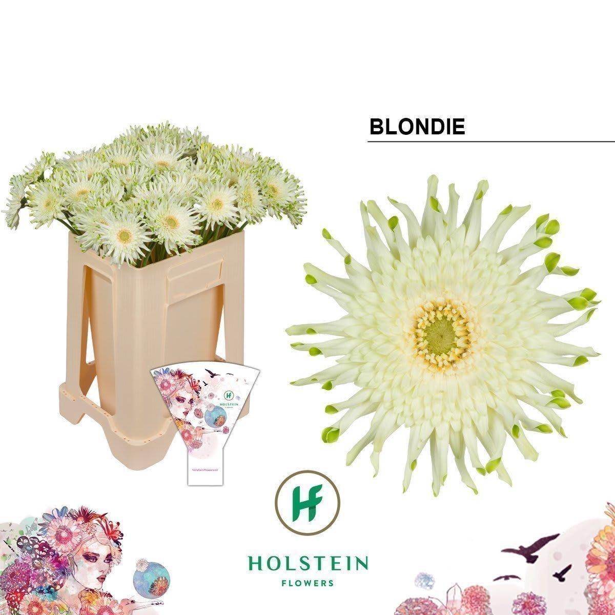 Срезанные цветы оптом Gerbera gerpasta blondie от 40шт из Голландии с доставкой по России