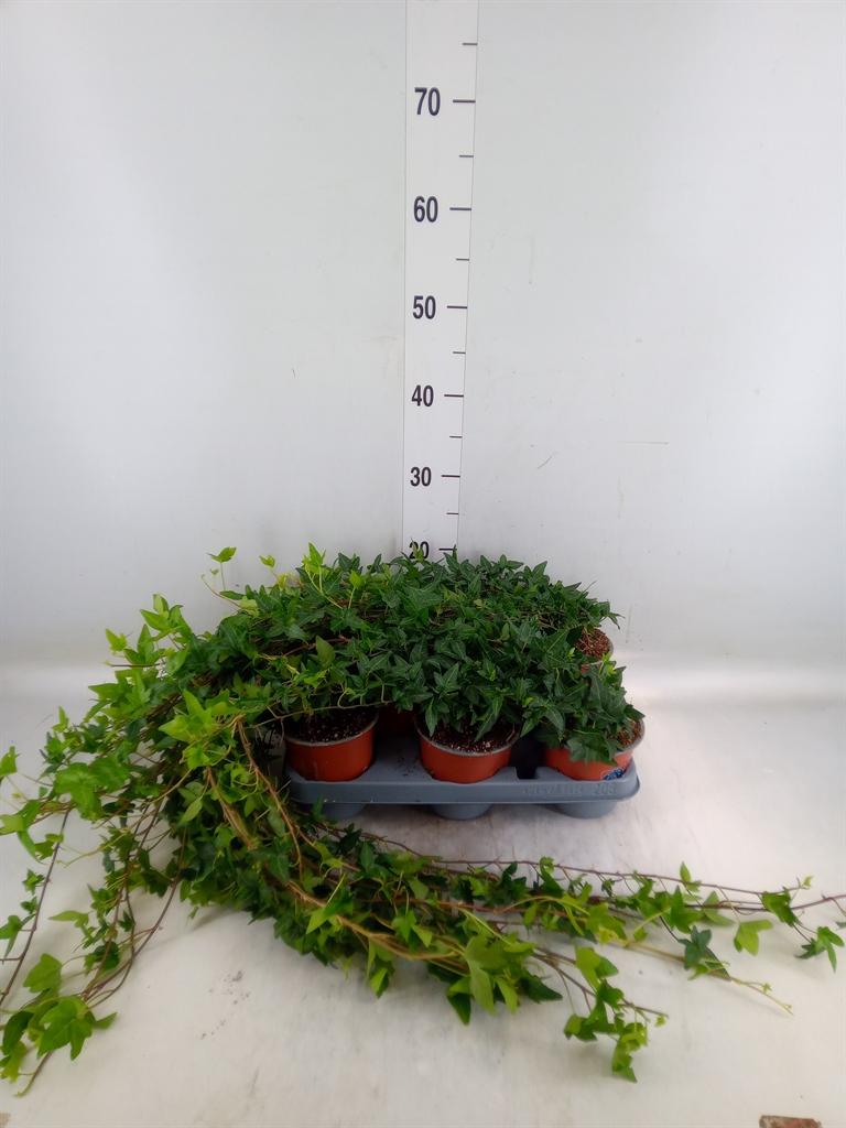 Горшечные цветы и растения оптом Hedera Green Bow от 8шт из Голландии с доставкой по России