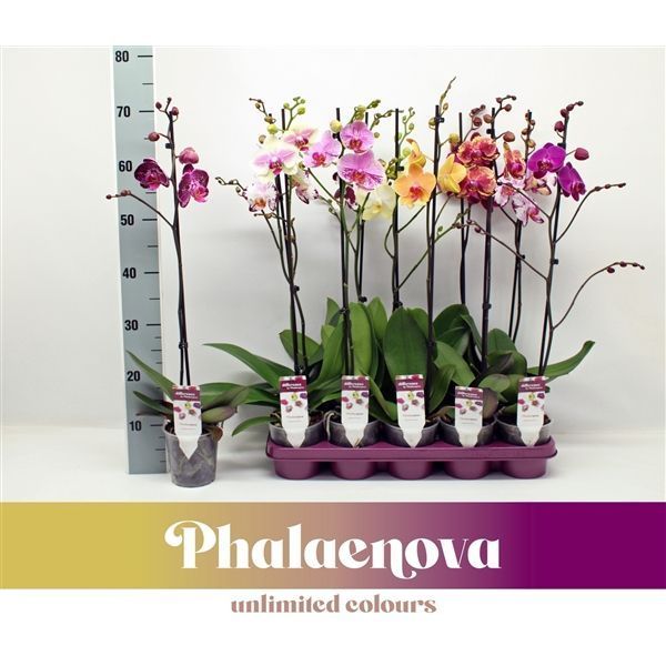 Горшечные цветы и растения оптом Phal 1st Mix 9+ (phalaenova) от 10шт из Голландии с доставкой по России