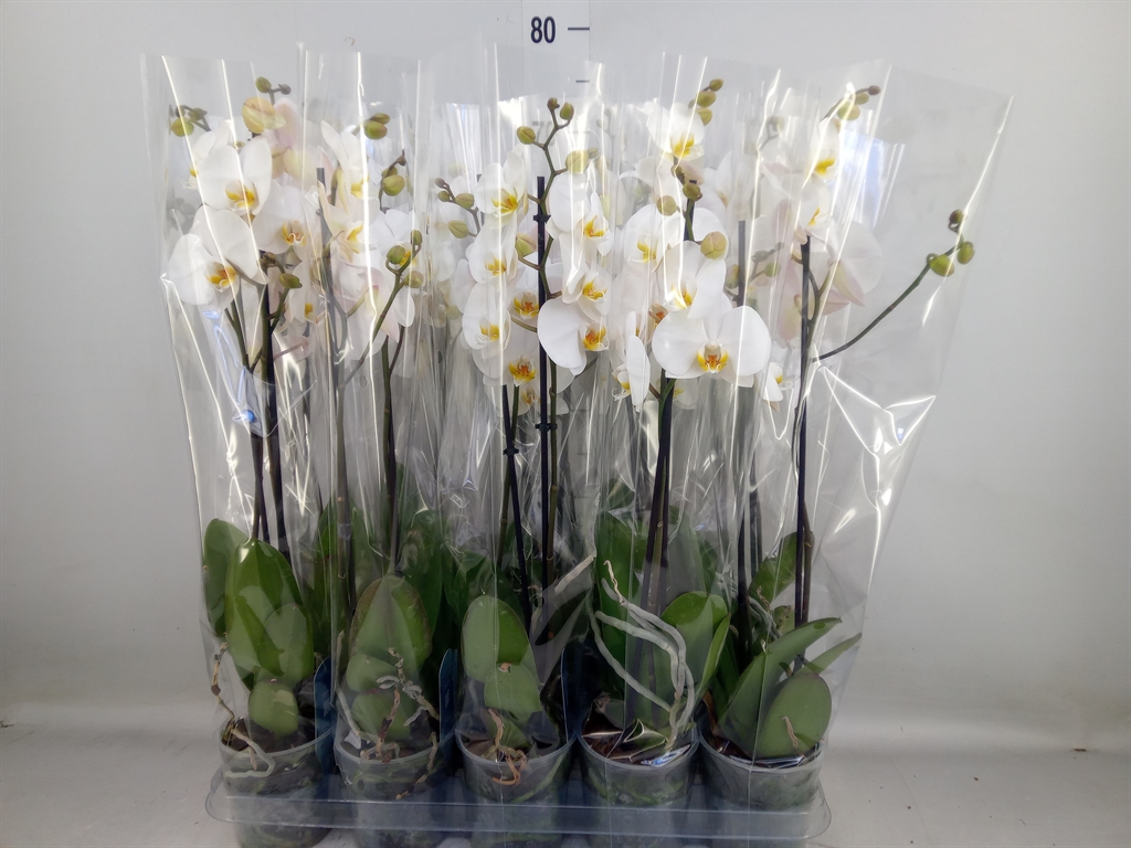 Горшечные цветы и растения оптом Phalaenopsis   ...white от 10шт из Голландии с доставкой по России