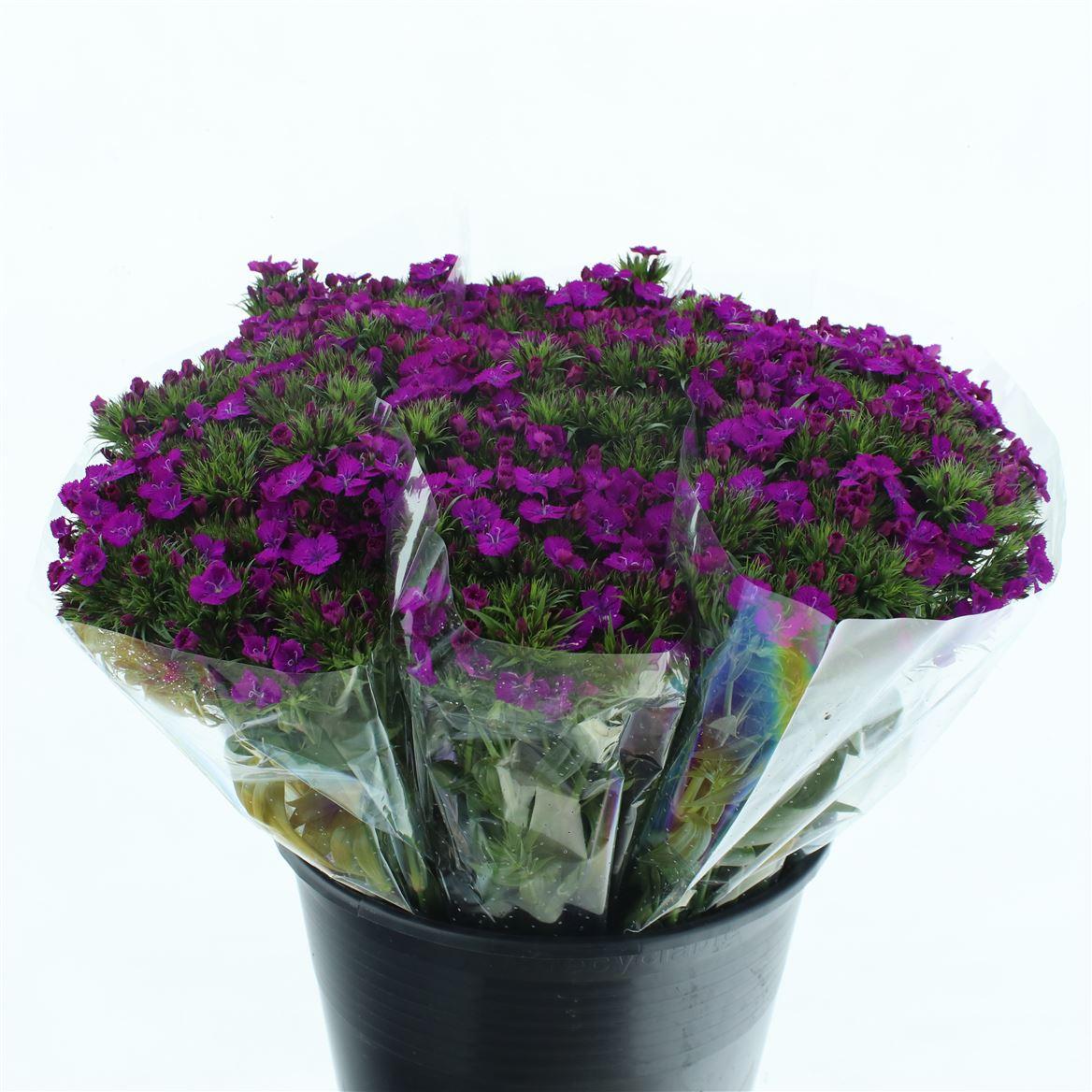 Срезанные цветы оптом Dianthus br amazon neon purple от 100шт из Голландии с доставкой по России