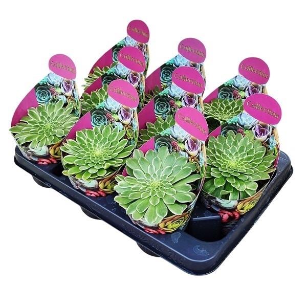 Горшечные цветы и растения оптом Aeonium Emerald Ice Variegato Potcover от 9шт из Голландии с доставкой по России