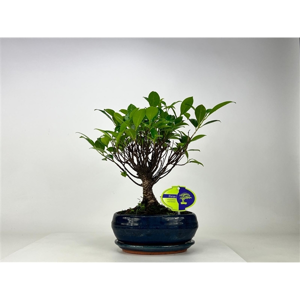 Горшечные цветы и растения оптом Bonsai Ficus Retusa, 19 Cm., Broom, With Driptray от 5шт из Голландии с доставкой по России