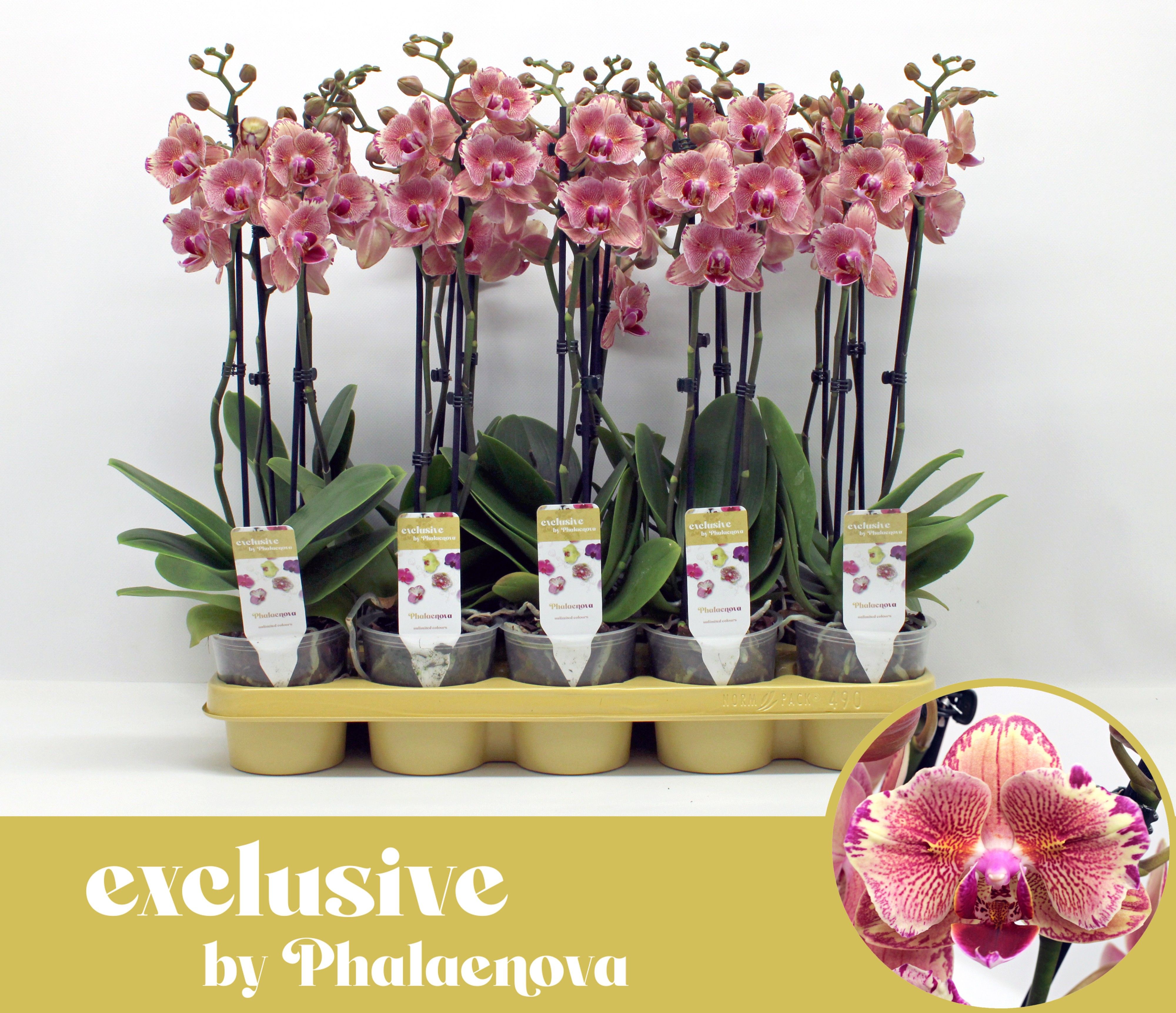 Горшечные цветы и растения оптом Phal 2st Peach Blossom 14+ (phalaenova) от 10шт из Голландии с доставкой по России