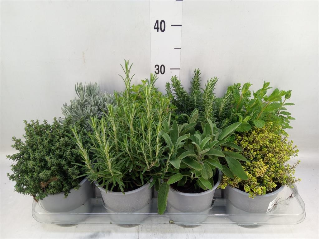 Горшечные цветы и растения оптом Tuinkruiden   ...mix от 8шт из Голландии с доставкой по России