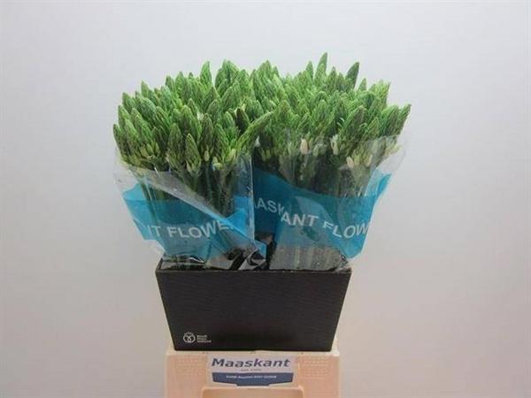 Срезанные цветы оптом Ornithogalum thyr mount fuji от 200шт из Голландии с доставкой по России Срезанные цветы оптом Ornithogalum thyr mount fuji от 200шт из Голландии с доставкой по России