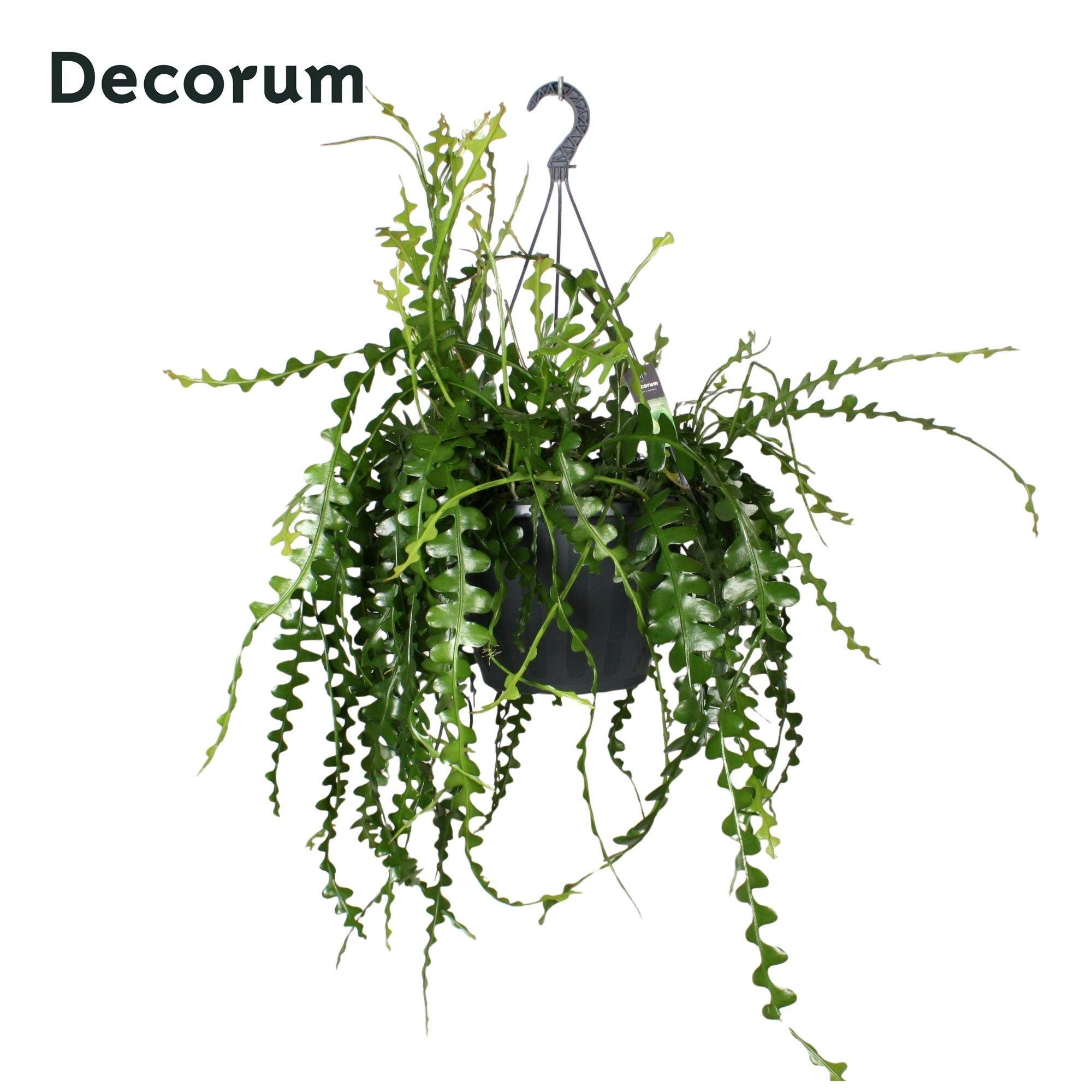 Горшечные цветы и растения оптом Epiphyllum Anguliger Xxl Hang от 1шт из Голландии с доставкой по России