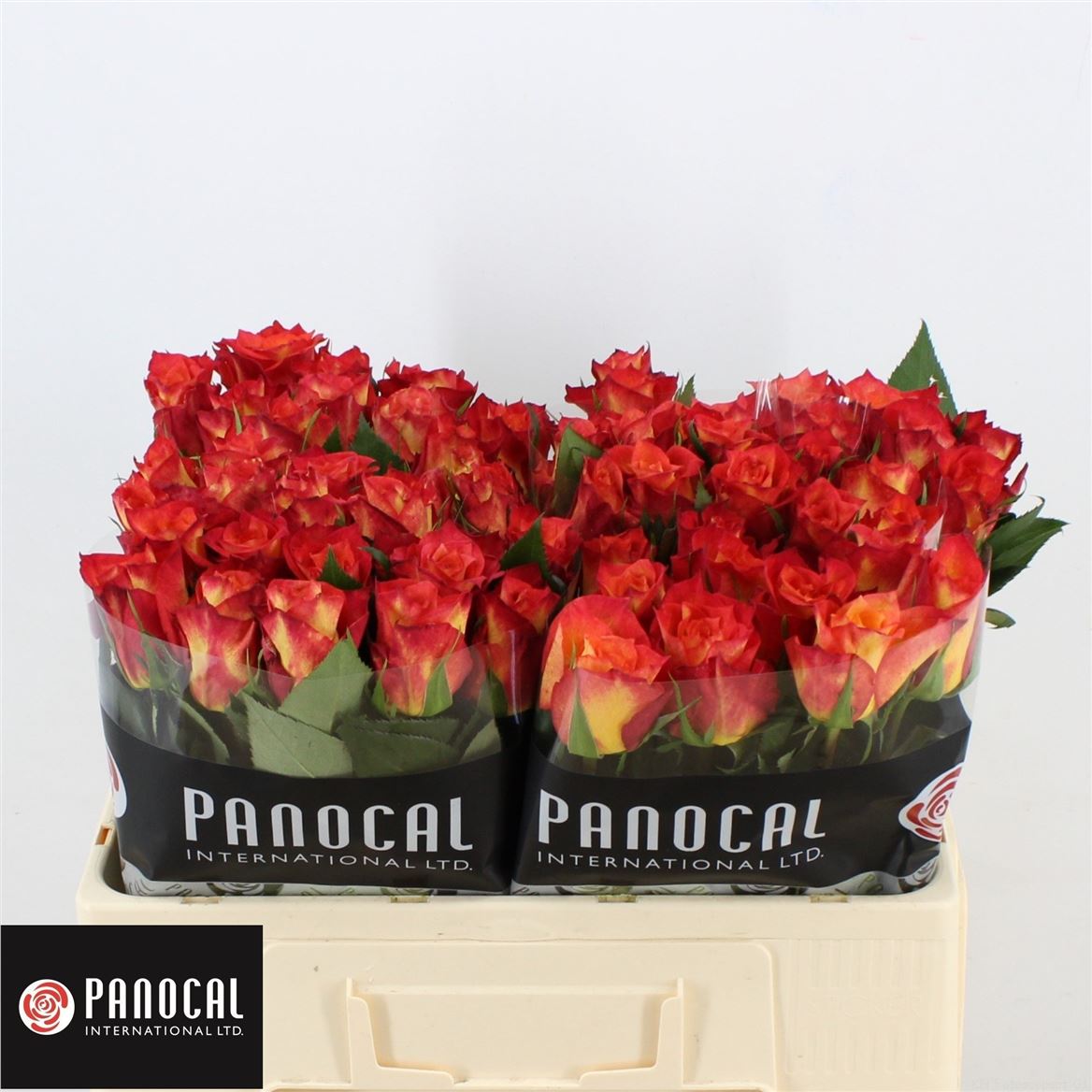 Срезанные цветы оптом Rosa large lampion от 80шт из Голландии с доставкой по России