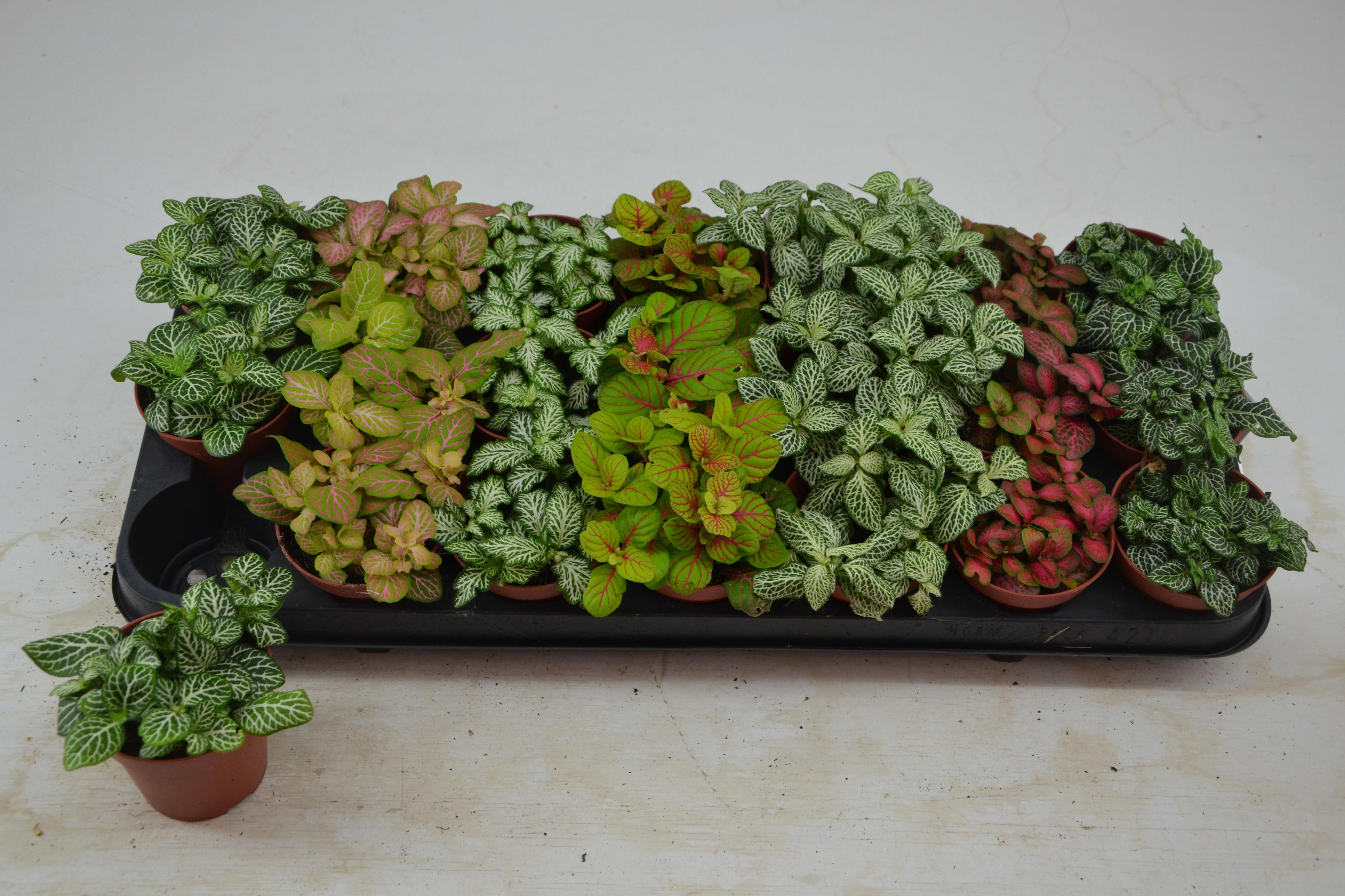 Горшечные цветы и растения оптом Fitt Gem 7 Kl от 21шт (для телеги) из Голландии с доставкой по России