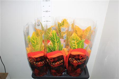 Горшечные цветы и растения оптом Cod Kl Gem 2 Srt от 6шт из Голландии с доставкой по России