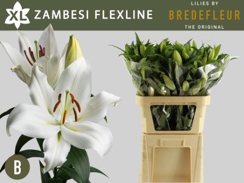 Срезанные цветы оптом Lilium or zambesi A2 от 40шт из Голландии с доставкой по России