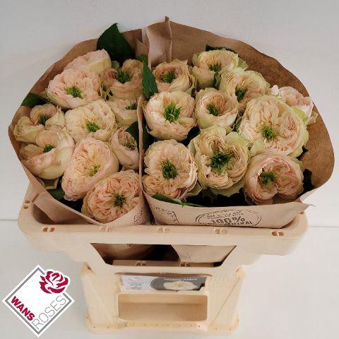 Срезанные цветы оптом Rosa garden whitby abbey от 20шт из Голландии с доставкой по России