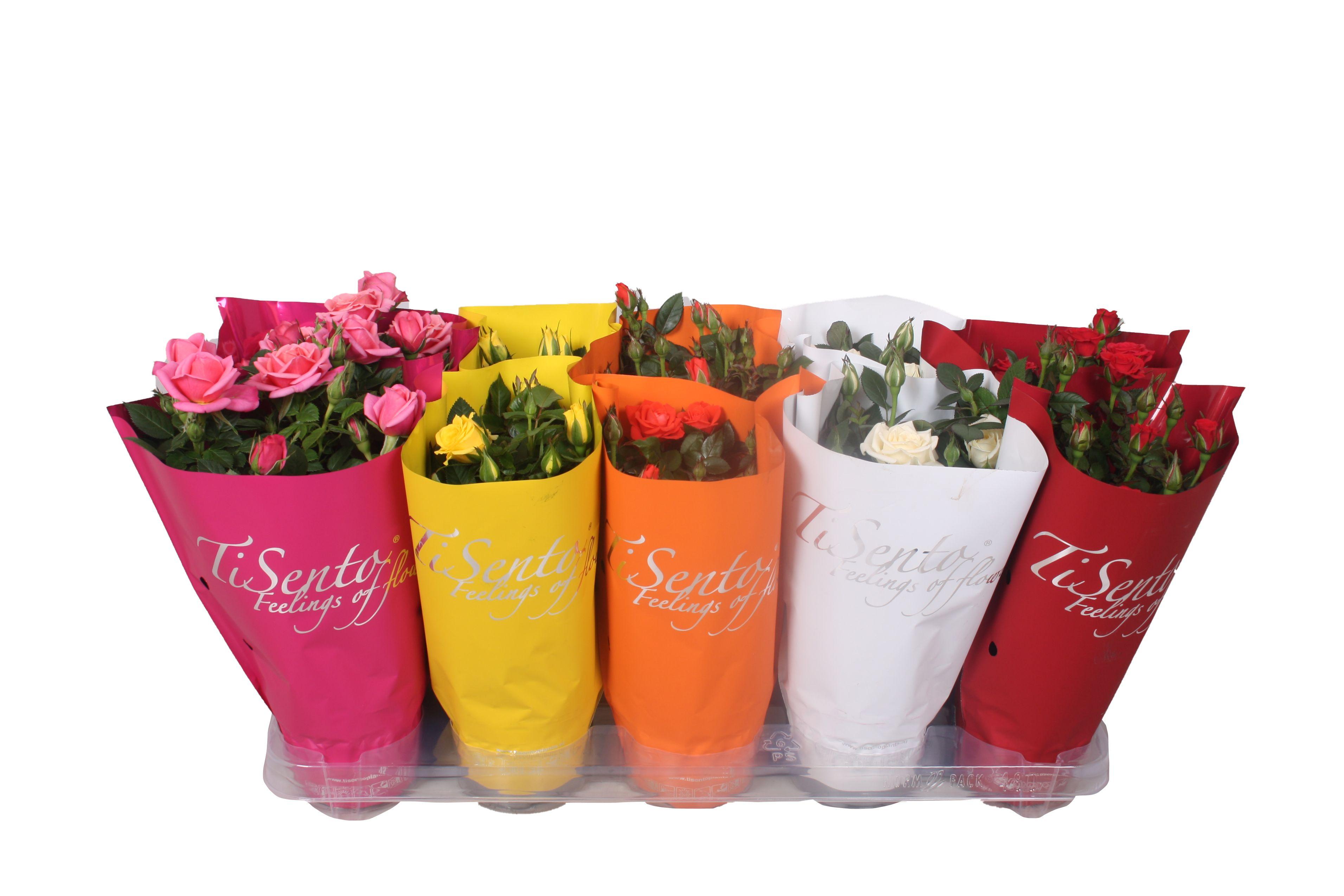 Горшечные цветы и растения оптом Ro Kordana Gem от 10шт из Голландии с доставкой по России