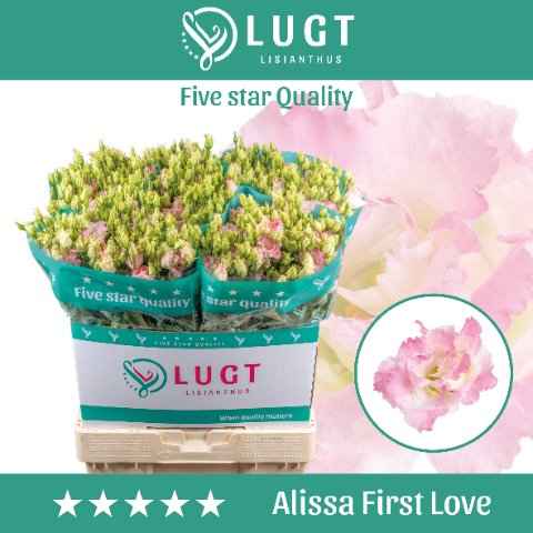 Срезанные цветы оптом Lisianthus do alissa first love от 140шт. из Голландии с доставкой по России
