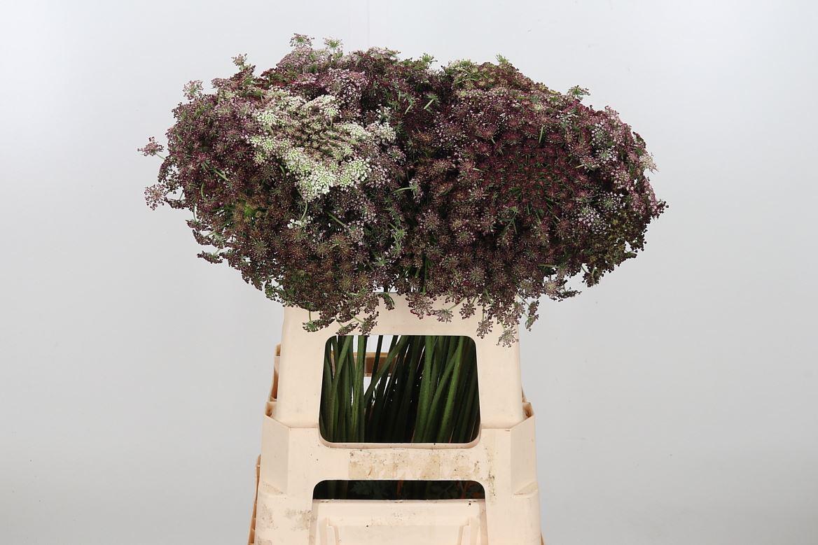 Срезанные цветы оптом Daucus dara от 75шт из Голландии с доставкой по России